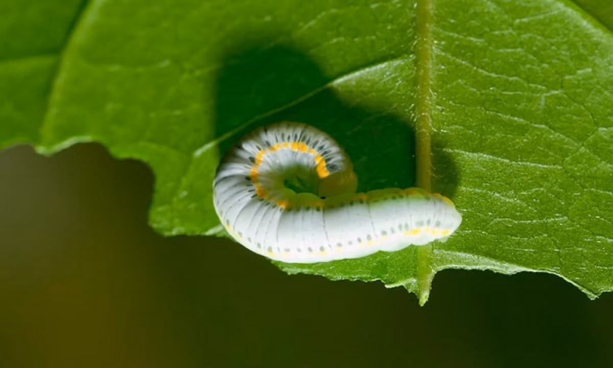 Sâu bướm cảnh thủy tinh với sọc vàng ở hai bên. (Nguồn: 24H)