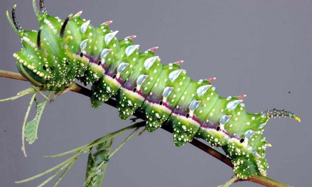 Chú tằm nhỏ của Hubbard với màu xanh đặc biệt để ẩn mình trong đám cây. (Nguồn: canhdep.net)