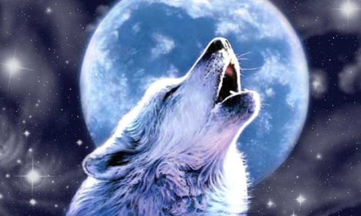 Tiếng hú loại này cũng được dùng để thiết lập tôn ti trật tự trong việc giao phối, đối với những con sói đứng trong vị thế nhóm đầu đàn, việc hú lên một cách dữ dội có nghĩa là nó đang ra hiệu điều gì đó hoặc đang tìm kiếm bạn đời tiềm năng. (Nguồn: Pinterest) 