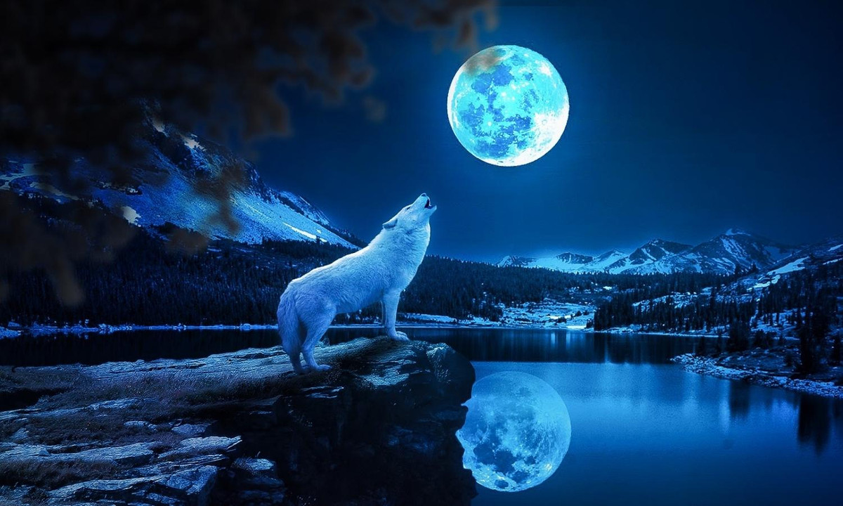 Bên cạnh đó, vào thời kỳ sinh sản, sói cũng thường phát ra tiếng hú để tìm đôi. Vào thời kỳ nuôi con, ngoài sói mẹ cất tiếng hú ra, sói con khi đói cũng sẽ cất tiếng hú the thé đòi ăn. (Nguồn: internet)