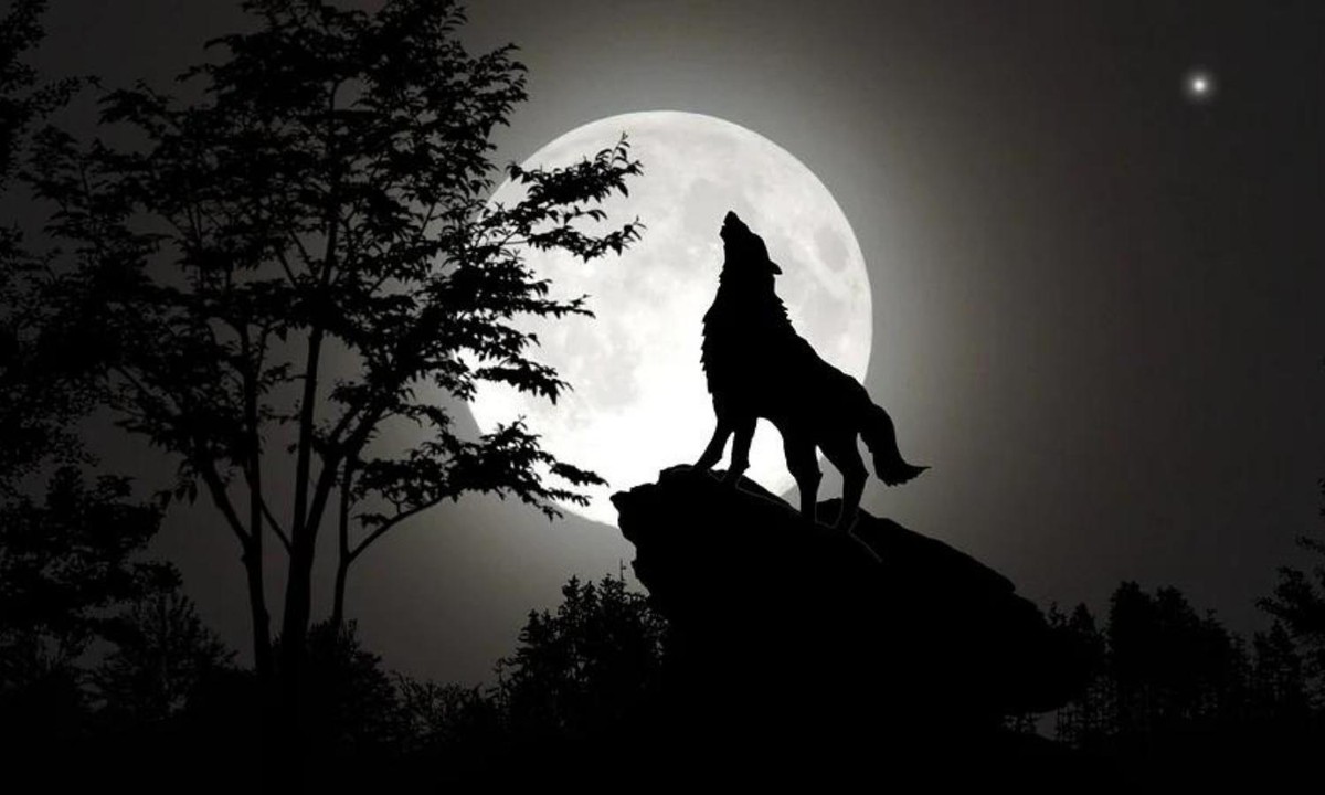 Là một công cụ giao tiếp hữu ích như thế tuy nhiên đôi khi tiếng hú lại gây ra những "tác dụng ngược" cho loài sói. (Nguồn:Pixapay) 