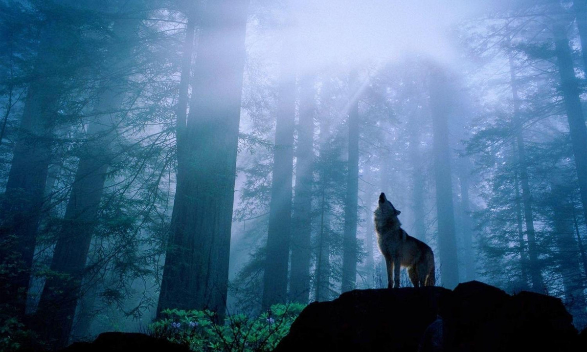 Tuy nhiên, đã có rất nhiều nghiên cứu chỉ ra rằng sói vẫn hú như thường dù đó là đêm trăng non hay trăng tròn, thậm chí là không có trăng cũng hú. (Nguồn: WallpaperAccess)