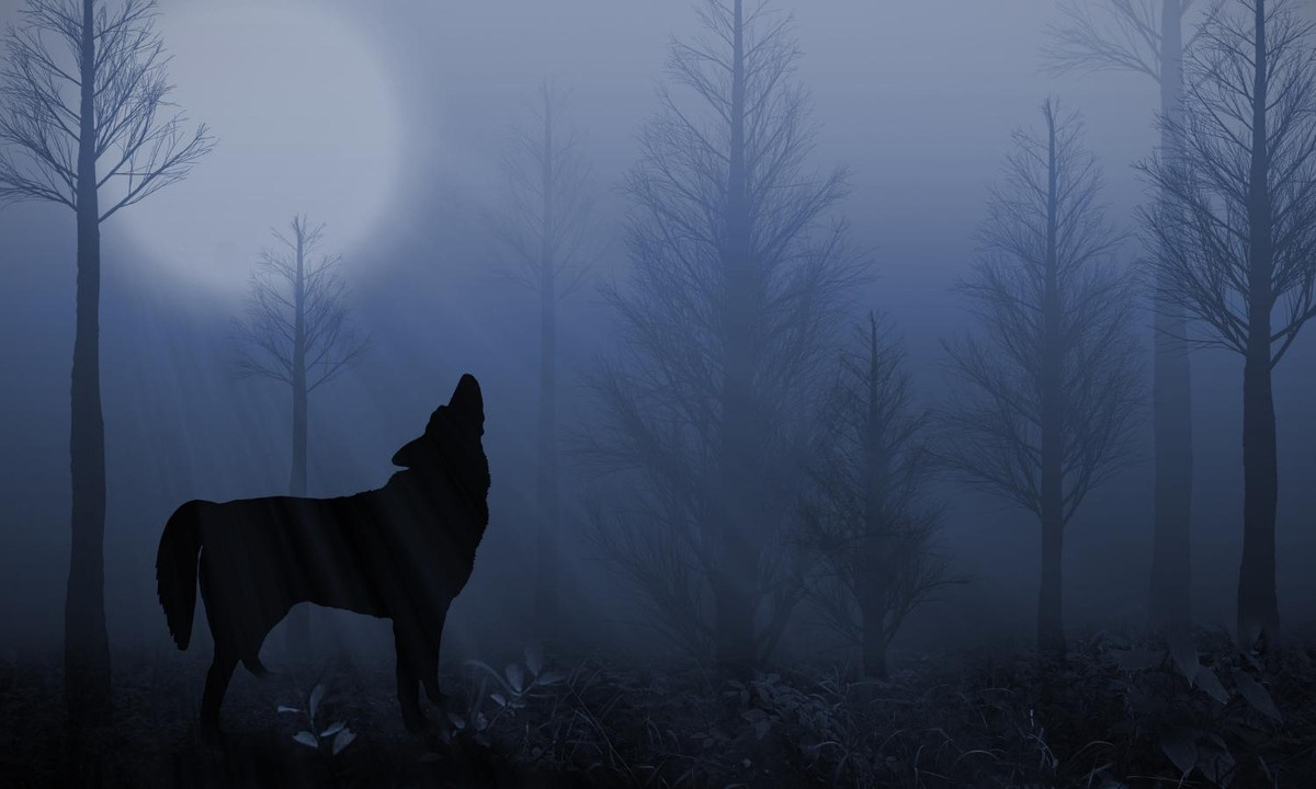 Ví dụ như đối với một con sói bị lạc đàn chẳng hạn, chúng hú lên để ra dấu cho đàn nơi chúng bị lạc nhưng cũng vô tình thông báo cho các động vật khác luôn. (Nguồn: internet)