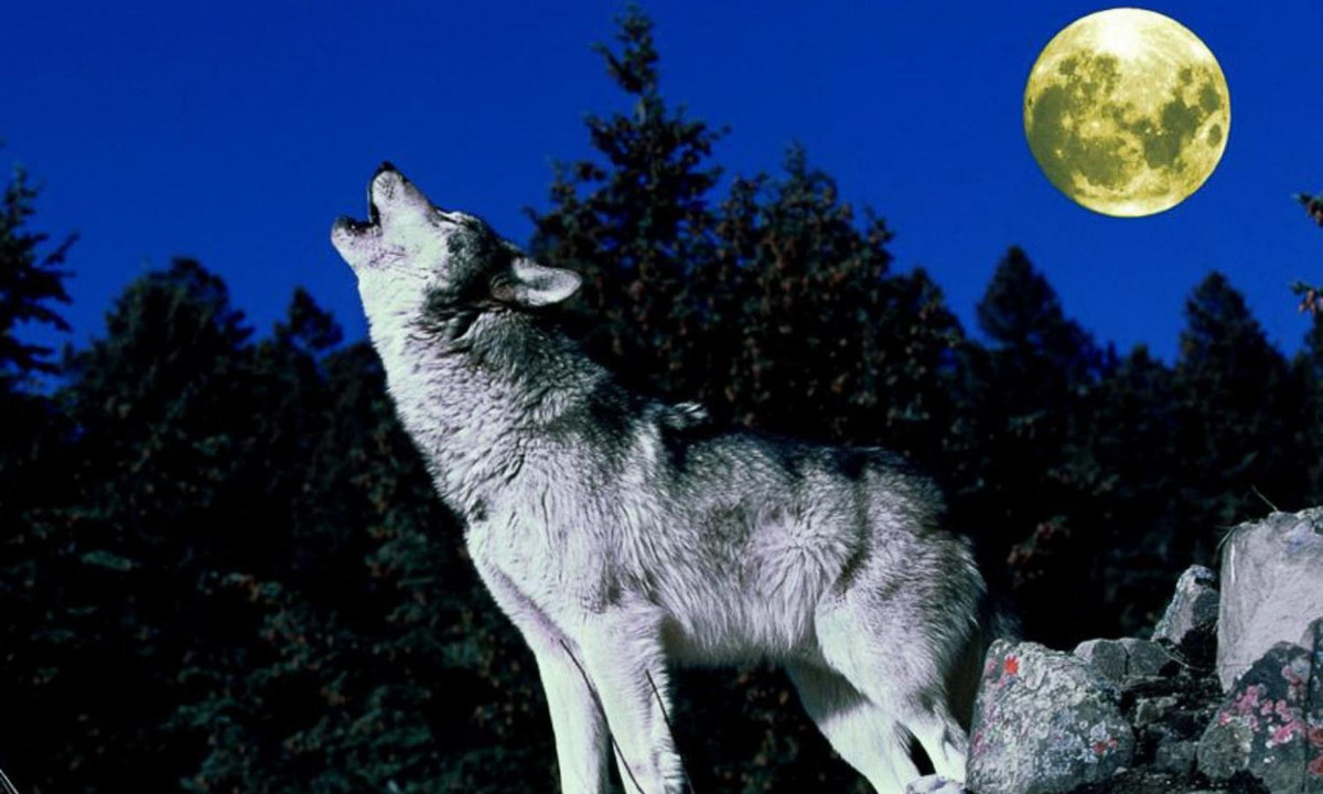 Những tiếng hú cường độ thấp nhưng thường xuyên thường là của con đực đầu đàn, trong khi đó tiếng hú có cường độ cao mà nghe như tiếng rên rỉ thì đó hẳn là thể hiện sự khuất phục. (Nguồn: DoanhnhanPlus.vn)