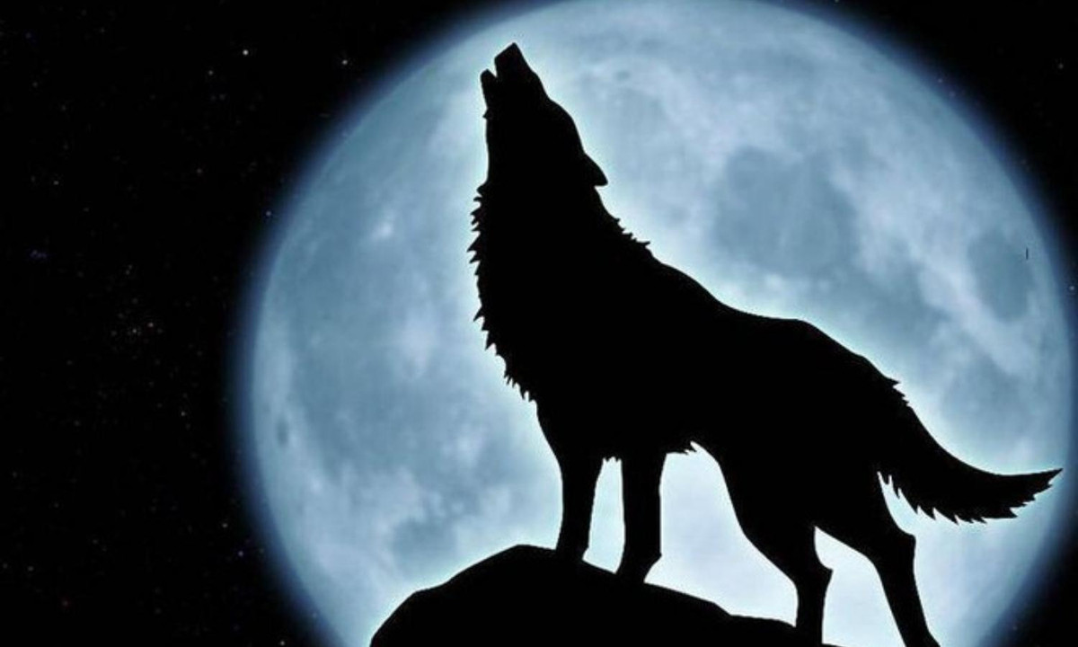  Sói là loài hoạt động theo bầy đàn, chúng có khứu giác rất nhạy và khả năng tổ chức săn mồi rất linh hoạt, cộng thêm bản tính hung ác và gian xảo, nên con mồi khi phải đối diện với chúng sẽ có cơ hội sống sót cực kỳ thấp. (Nguồn: Dân Việt)