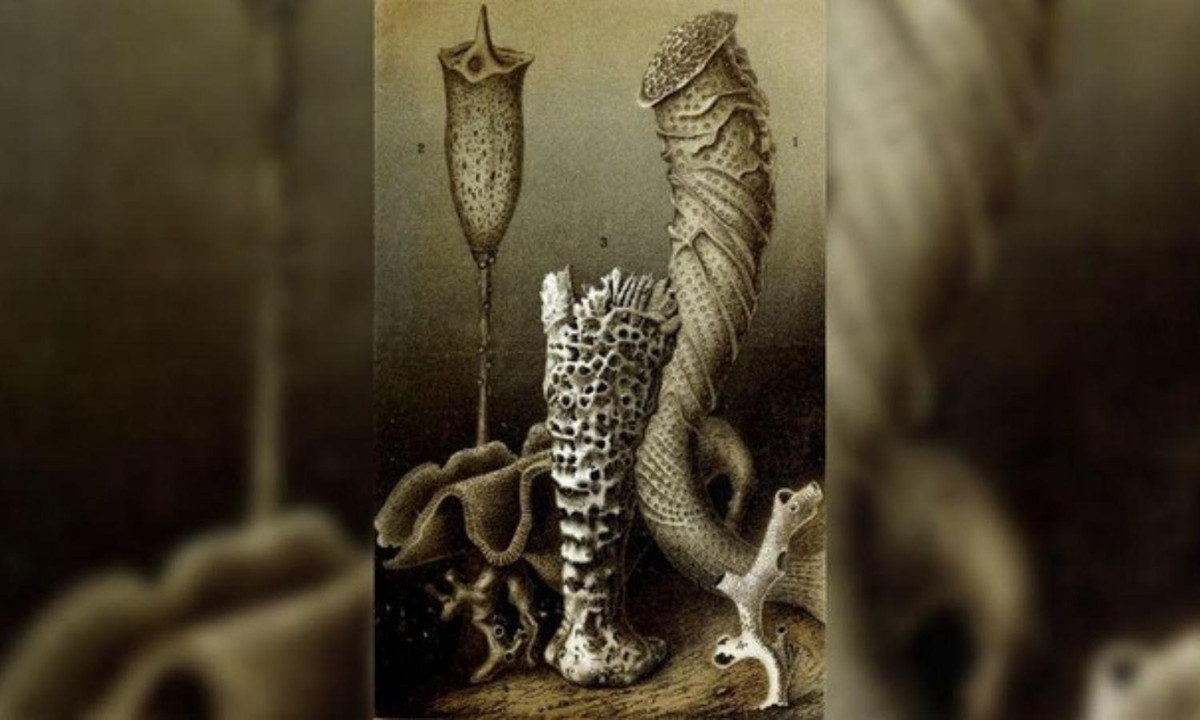 8. Loài bọt biển thủy tinh sống trên 10.000 năm: một con bọt biển thủy tinh thuộc loài Monorhaphis chuni sống khoảng 11.000 năm tuổi. Các loài bọt biển khác có thể sống lâu hơn nữa. (Nguồn: Báo Tiền Phong)