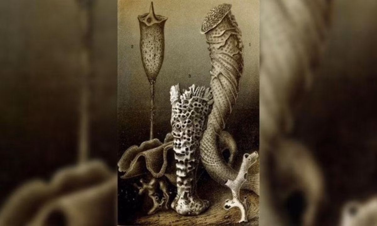 8. Loài bọt biển thủy tinh sống trên 10.000 năm: một con bọt biển thủy tinh thuộc loài Monorhaphis chuni sống khoảng 11.000 năm tuổi. Các loài bọt biển khác có thể sống lâu hơn nữa. (Nguồn: Báo Tiền Phong)