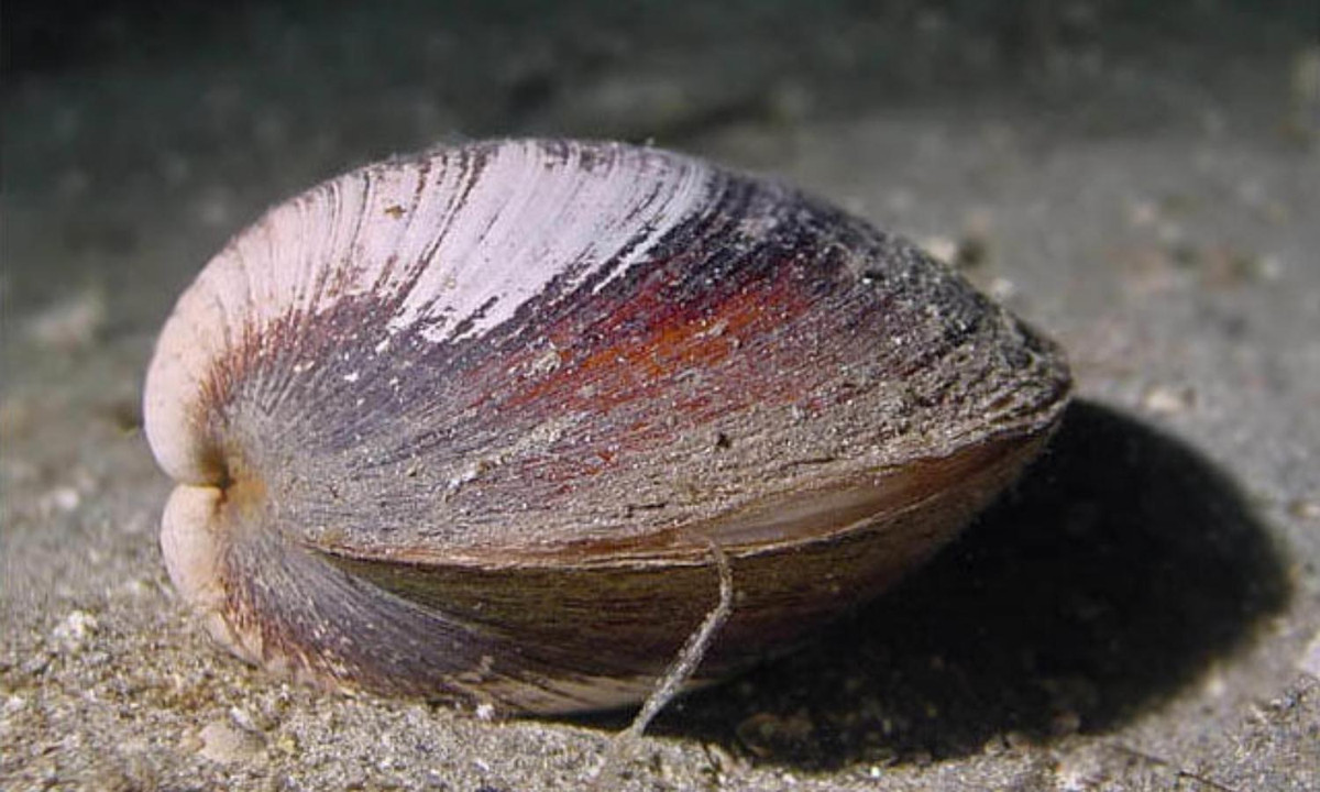 6. Ngao đại dương Quahog sống trên 500 năm: theo Bảo tàng Quốc gia Wales ở Anh, một con ngao đại dương được tìm thấy ở ngoài khơi Iceland vào năm 2006 đã 507 năm tuổi. (Nguồn: seawater.no)