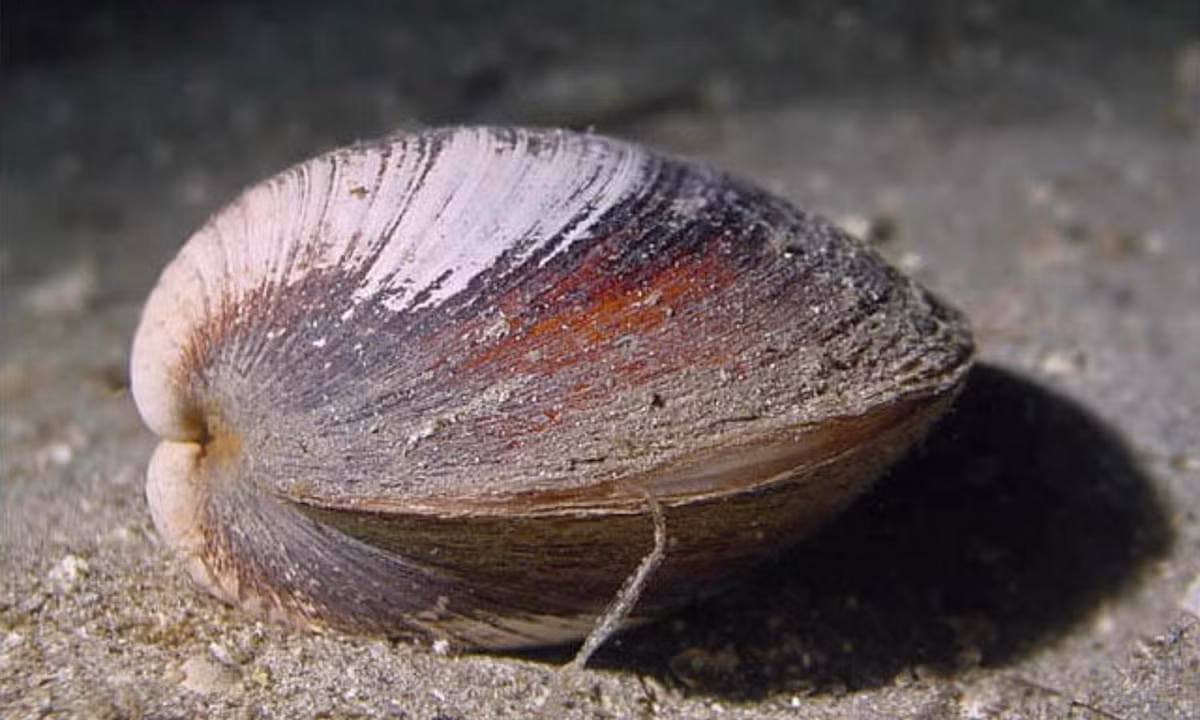 6. Ngao đại dương Quahog sống trên 500 năm: theo Bảo tàng Quốc gia Wales ở Anh, một con ngao đại dương được tìm thấy ở ngoài khơi Iceland vào năm 2006 đã 507 năm tuổi. (Nguồn: seawater.no)