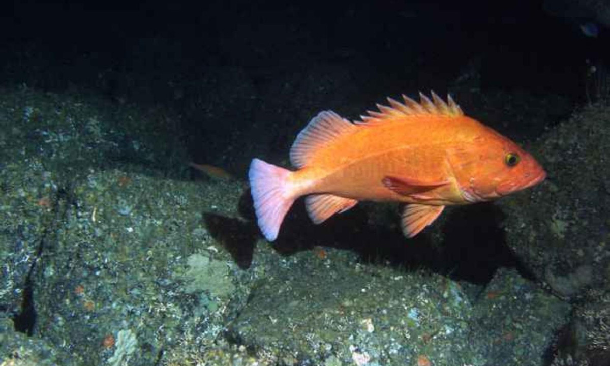 2. Cá đá Rougheye (Sebastes aleutianus): là một trong những loài cá sống lâu nhất và có tuổi thọ tối đa ít nhất là 205 năm, theo Cục Cá và Động vật hoang dã Washington. (Nguồn: Vista al Mar) 