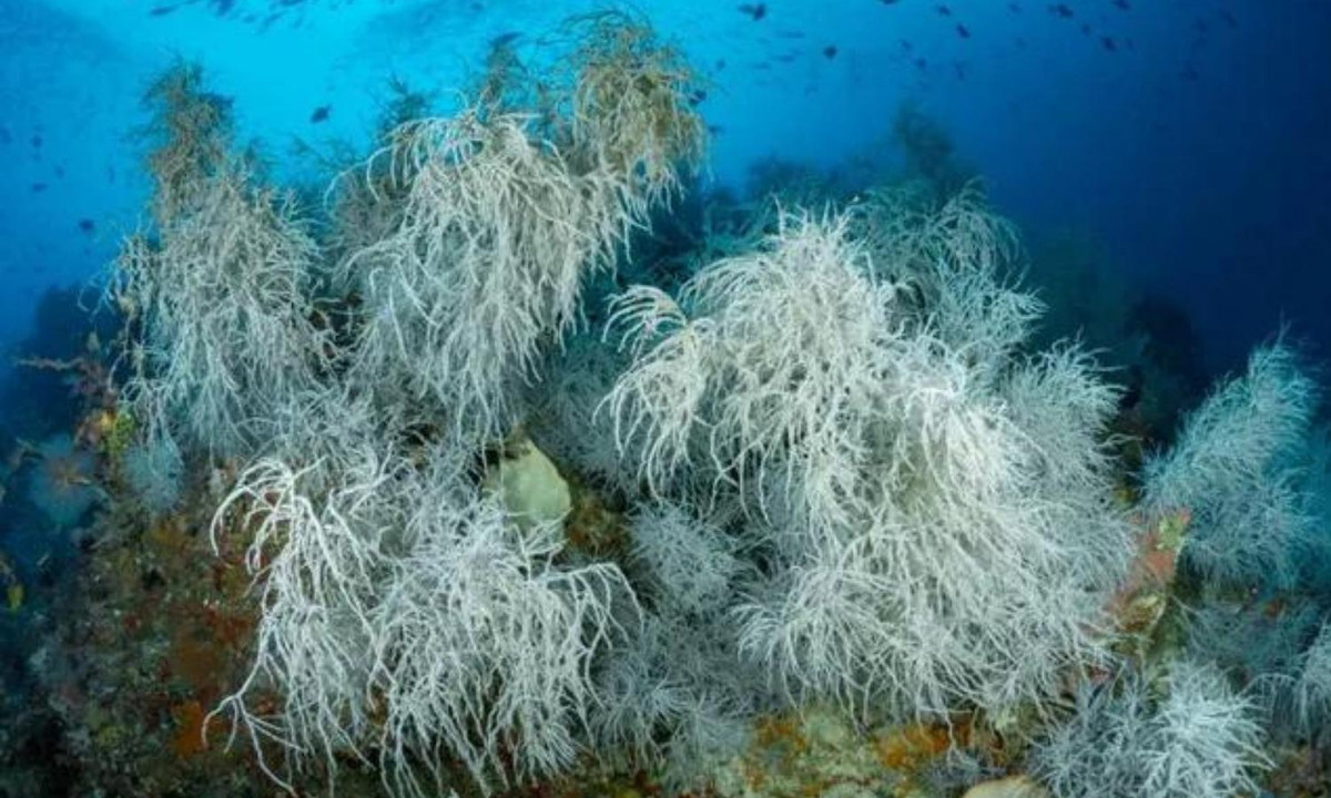 7. San hô đen sống hơn 4.000 năm: các mẫu san hô đen được tìm thấy ngoài khơi Hawaii đã sống được 4.265 năm tuổi. (Nguồn: VTV.vn) 