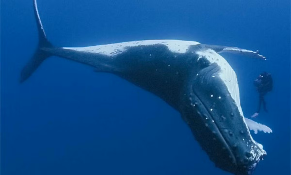 1. Cá voi đầu cong có thể sống hơn 200 năm: là loài động vật có vú sống lâu nhất. Một số hóa thạch tìm thấy chứng minh rằng chúng thừa sức sống hơn 100 năm, và có thể sống hơn 200 năm.