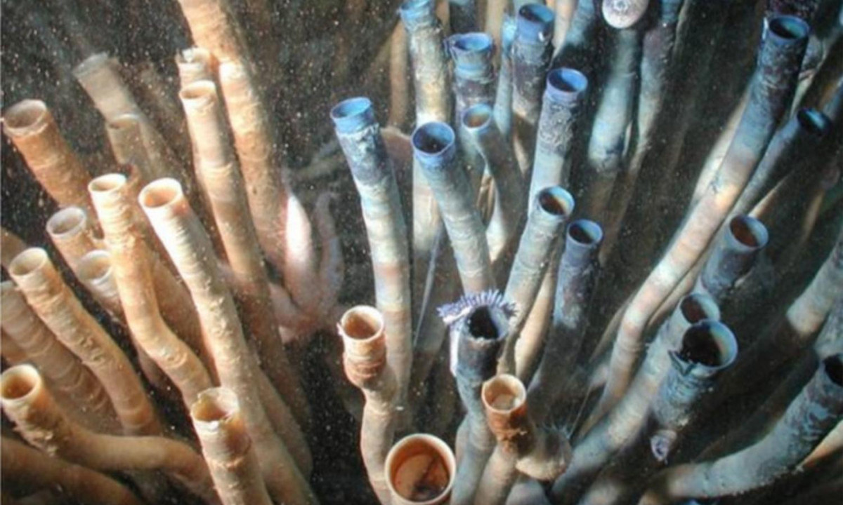 5. Giun ống sống hơn 300 tuổi: một nghiên cứu năm 2017 được công bố trên tạp chí Khoa học Tự nhiên cho thấy Escarpia laminata , loài giun ống sống dưới đáy đại dương ở Vịnh Mexico, thường xuyên sống tới 200 năm và một số mẫu vật tồn tại hơn 300 năm. (Nguồn: KhoaHoc.tv)