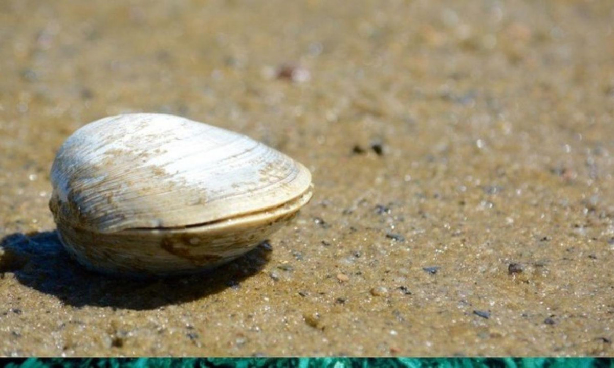 3. Trai ngọc nước ngọt sống trên 250 năm: Chúng chủ yếu sống ở sông suối và có thể được tìm thấy ở châu Âu và Bắc Mỹ, bao gồm cả Mỹ và Canada. Ngọc trai nước ngọt lâu đời nhất được biết đến là 280 tuổi, theo Quỹ Động vật Hoang dã Thế giới (WWF). (Nguồn: Báo Tiền Phong) 