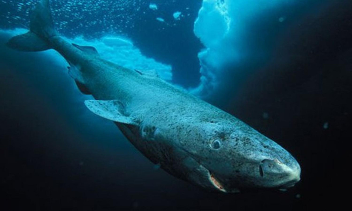 4. Cá mập Greenland sống trên 272 năm: theo Live Science , những con cá mập lớn nhất trong nghiên cứu năm 2016 về mô mắt của cá mập Greenland ước tính khoảng 392 tuổi, thậm chí chúng có thể sống tới 512 năm. (Nguồn: Báo Tiền Phong). 