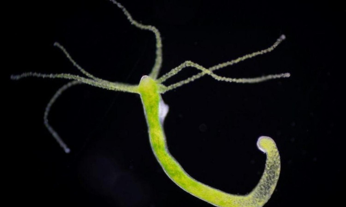 10. Sứa Hydra cũng có khả năng bất tử: giống như sứa Turritopsis, sứa Hydras cũng có tiềm năng sống mãi mãi. Những động vật không xương sống này phần lớn được tạo thành từ các tế bào gốc, chúng liên tục tái tạo thông qua nhân đôi hoặc nhân bản. (Nguồn: Báo Tiền Phong). 