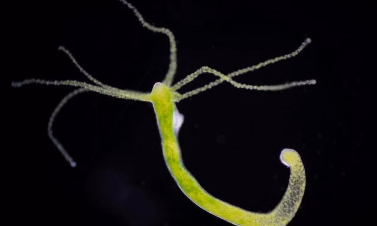 10. Sứa Hydra cũng có khả năng bất tử: giống như sứa Turritopsis, sứa Hydras cũng có tiềm năng sống mãi mãi. Những động vật không xương sống này phần lớn được tạo thành từ các tế bào gốc, chúng liên tục tái tạo thông qua nhân đôi hoặc nhân bản. (Nguồn: Báo Tiền Phong). 