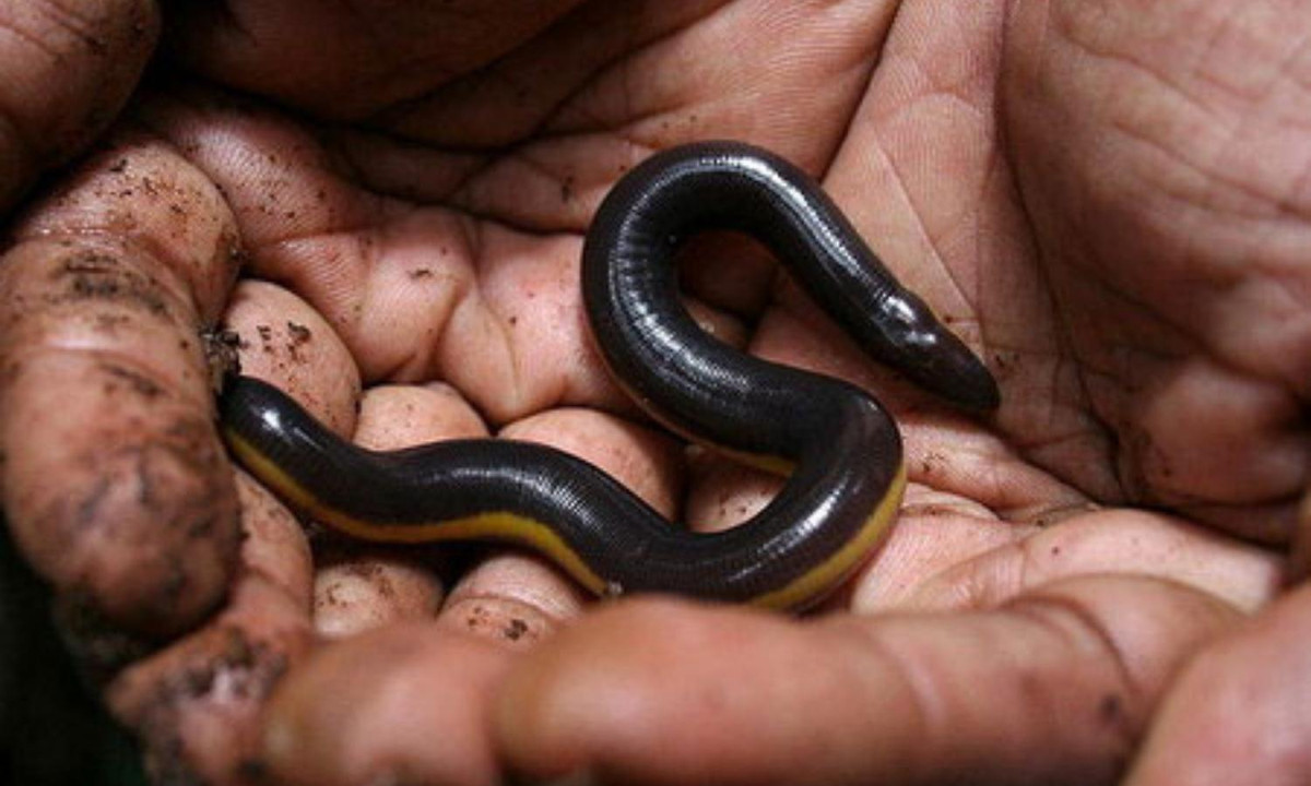 Chiều dài cơ thể ếch giun có thể tới hàng chục cm. (Ảnh: pskhun)