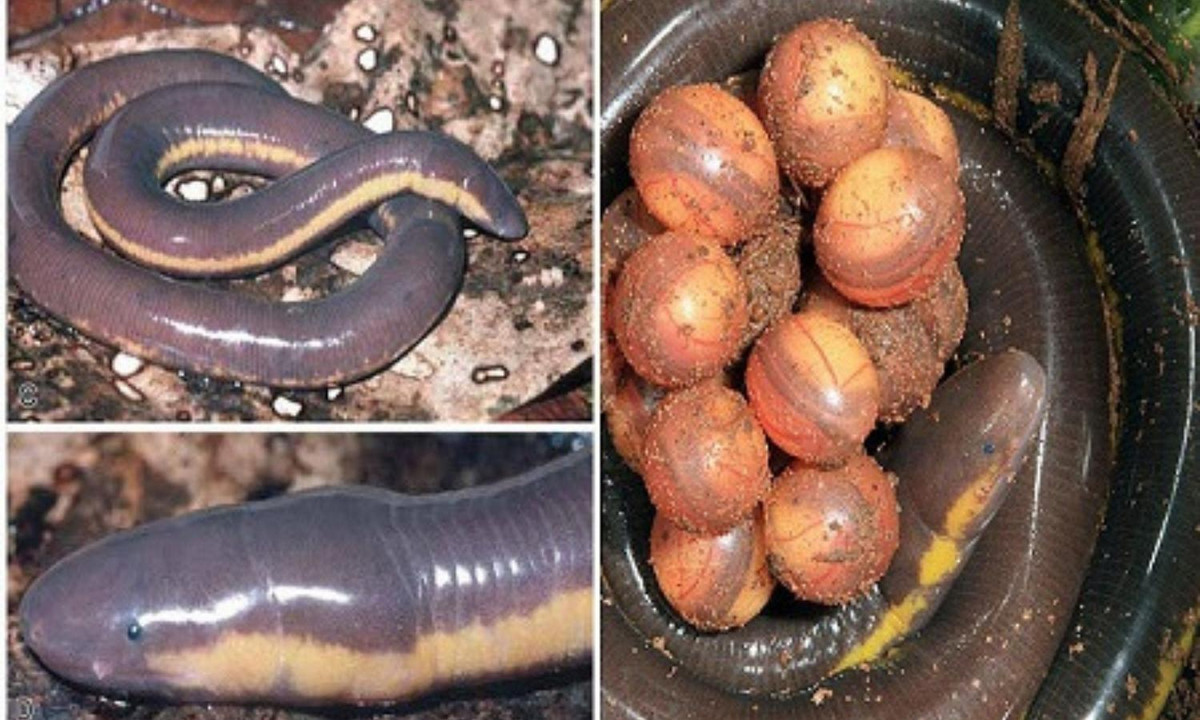 Chúng đẻ trứng ở gần chỗ có nước. Số lượng trứng trong một lứa có chừng 20 quả được nối với nhau bằng chất nhày và cá thể cái cuốn lấy để bảo vệ trứng khỏi khô. Đồng thời điều tiết nhiệt độ thích hợp để con non có cơ hội phát triển tốt nhất. (Ảnh:Iwt Hà Nội)