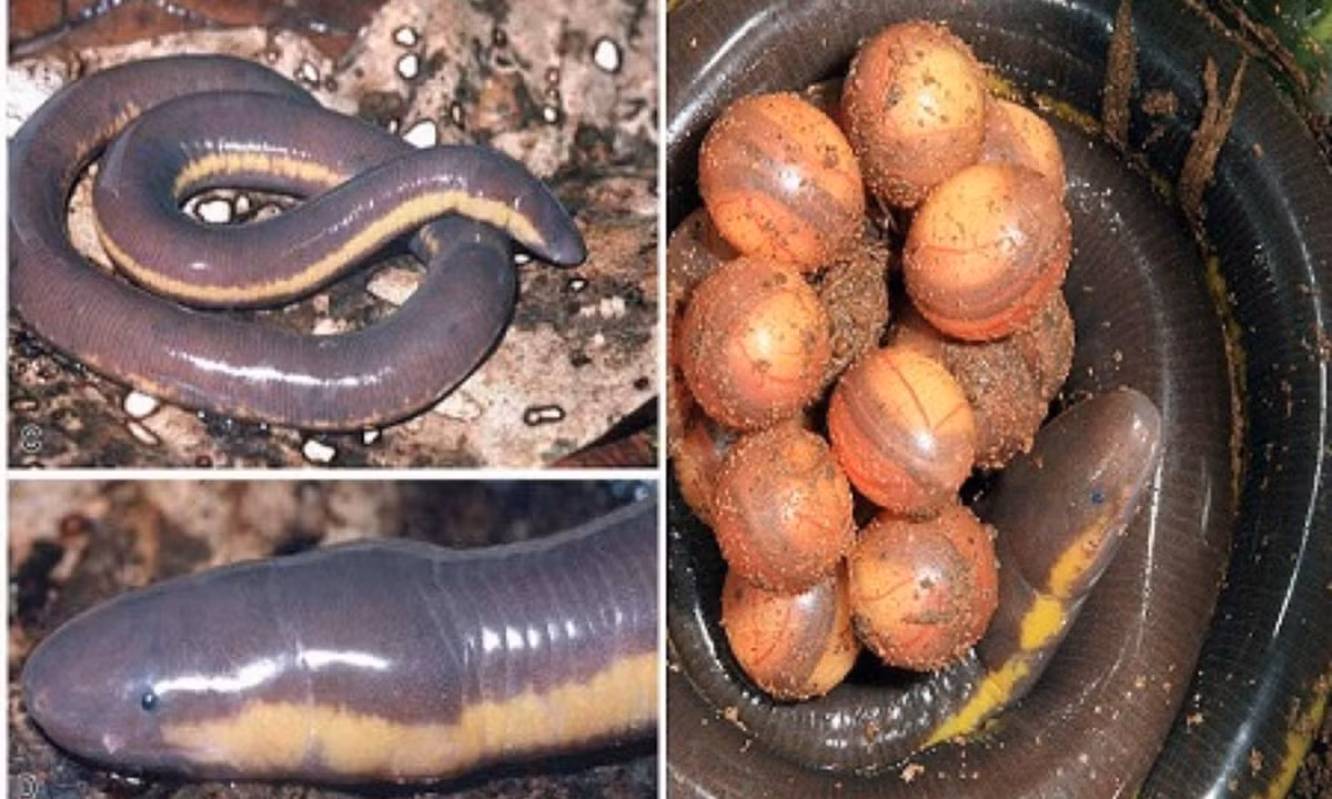 Chúng đẻ trứng ở gần chỗ có nước. Số lượng trứng trong một lứa có chừng 20 quả được nối với nhau bằng chất nhày và cá thể cái cuốn lấy để bảo vệ trứng khỏi khô. Đồng thời điều tiết nhiệt độ thích hợp để con non có cơ hội phát triển tốt nhất. (Ảnh:Iwt Hà Nội)