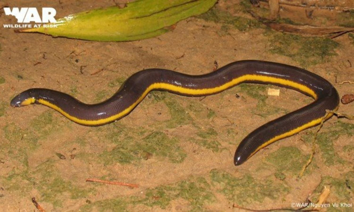 Cơ thể của loài ếch giun khá giống giun đất song cỡ lớn hơn. Chúng có sọc dọc nâu vàng trơn bóng cùng chiếc đầu dẹt ngoe nguẩy của loài ếch giun này lại càng khiến người ta liên tưởng đến những loài rắn độc có màu sắc nổi bật, bắt mắt. (Ảnh: War/Nguyễn Vũ Khôi).