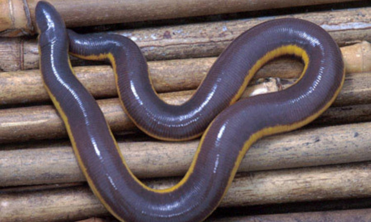 Chúng khác giun ở chỗ: Đầu có mắt như hai chấm đen. (Ảnh: Nikola). 