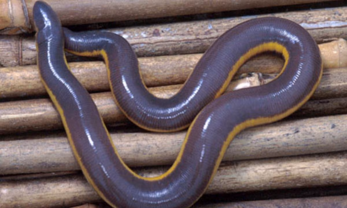 Chúng khác giun ở chỗ: Đầu có mắt như hai chấm đen. (Ảnh: Nikola). 