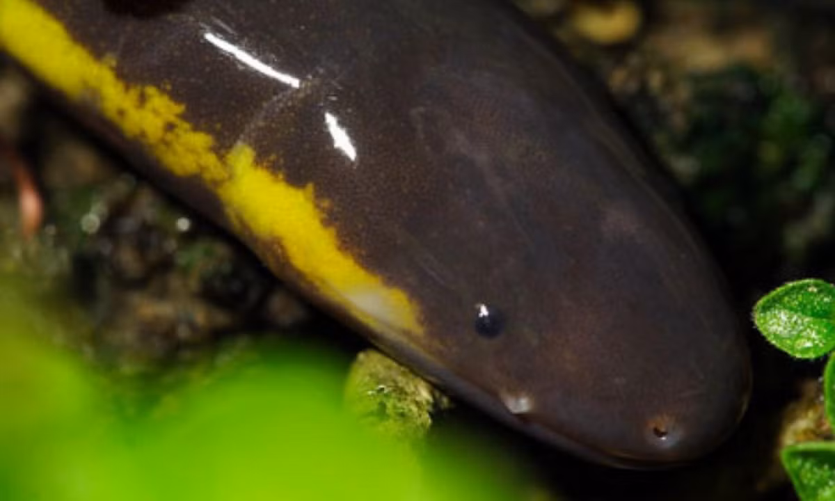 Đầu ếch giun nhỏ và hơi dẹp, mõm tương đối nhọn và có hàm rõ. (Ảnh: biozcw). 