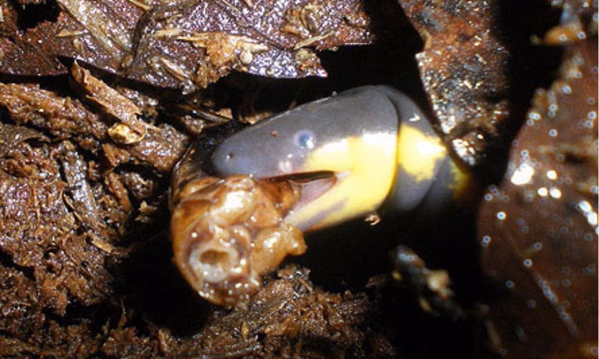 Thức ăn của ếch giun là giun đất và một số loại côn trùng. (Ảnh: thetexanherper.com) 