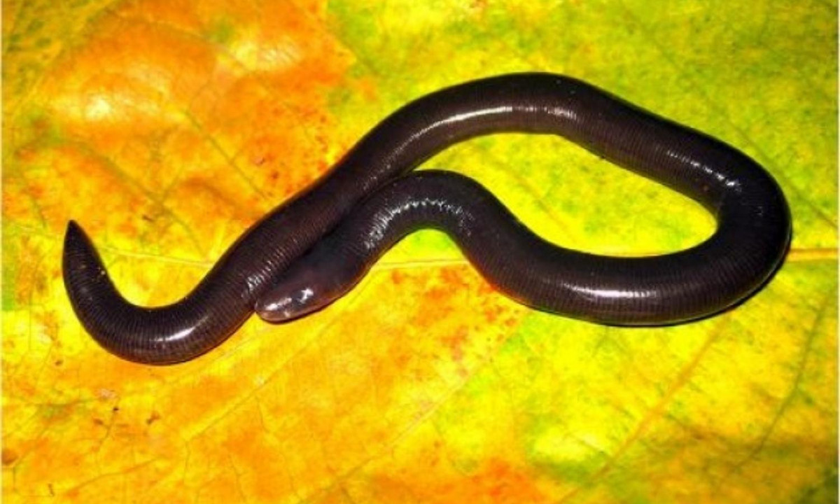 Loại lưỡng cư độc đáo này đã được đưa vào Sách Đỏ Việt Nam và được luật pháp bảo vệ. (Nguồn: internet)