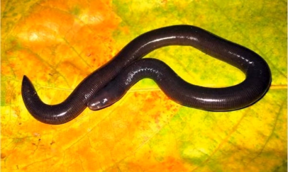 Loại lưỡng cư độc đáo này đã được đưa vào Sách Đỏ Việt Nam và được luật pháp bảo vệ. (Nguồn: internet)