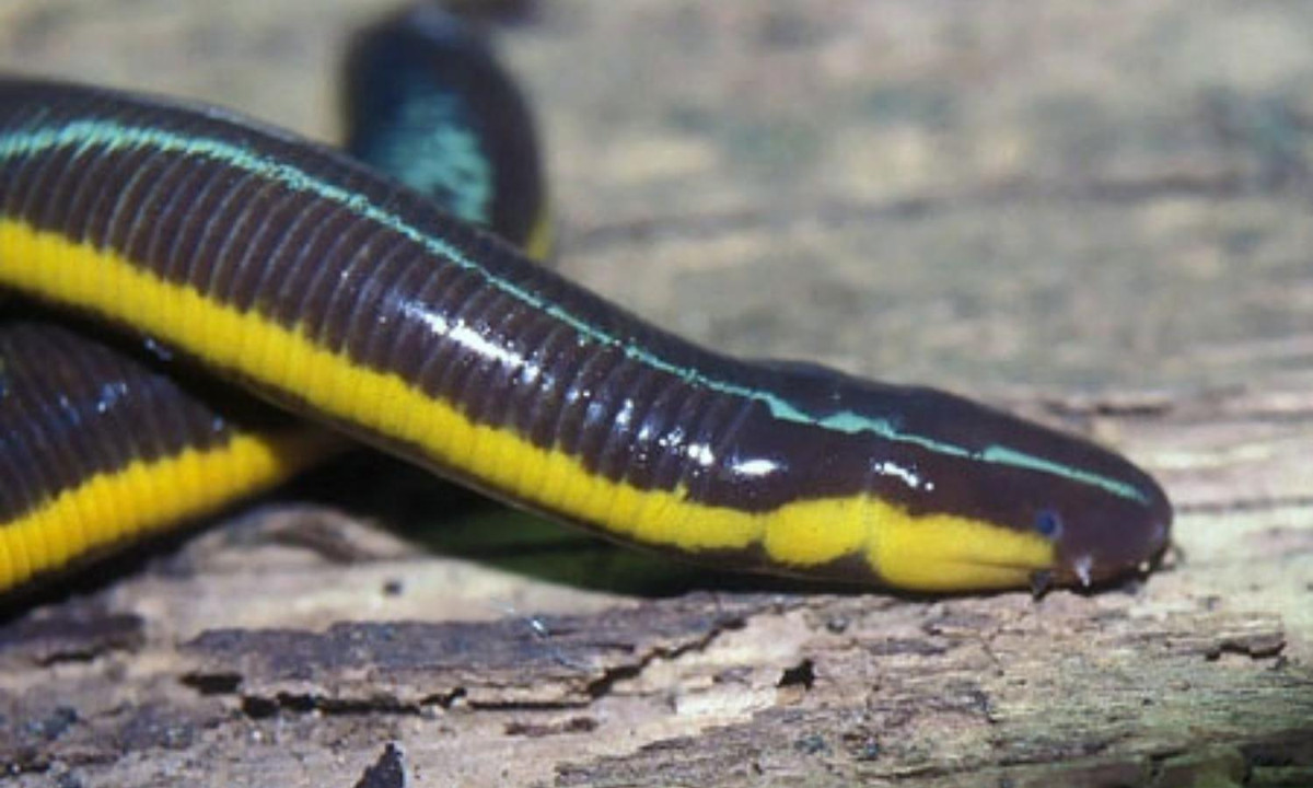 Ếch giun thường sống ở những nơi có độ cao lớn như ở dãy Tam Đảo, nhưng người ta cũng bắt gặp chúng ở những vùng đất thấp như rừng U Minh. (Ảnh: Maxim Ryzhov). 