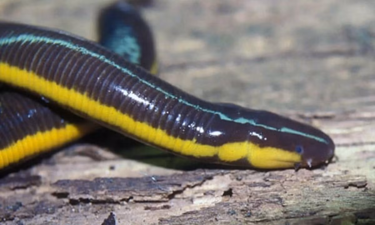 Ếch giun thường sống ở những nơi có độ cao lớn như ở dãy Tam Đảo, nhưng người ta cũng bắt gặp chúng ở những vùng đất thấp như rừng U Minh. (Ảnh: Maxim Ryzhov). 