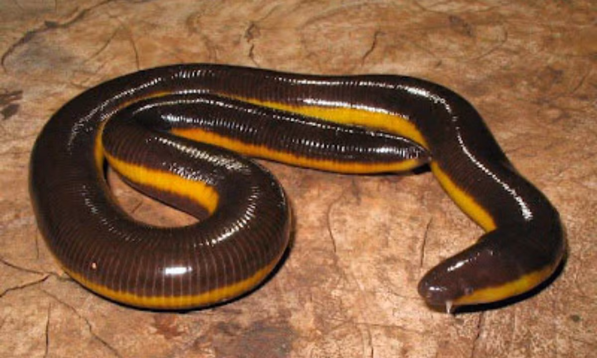 Con vật chẳng giống ai này được các nhà khoa học gọi là ếch giun, một loài vật thuộc họ lưỡng cư phân bố ở khá nhiều vùng rừng núi của Việt Nam, trải dài từ Thái Nguyên cho đến Cà Mau. (Ảnh: Pskhun)