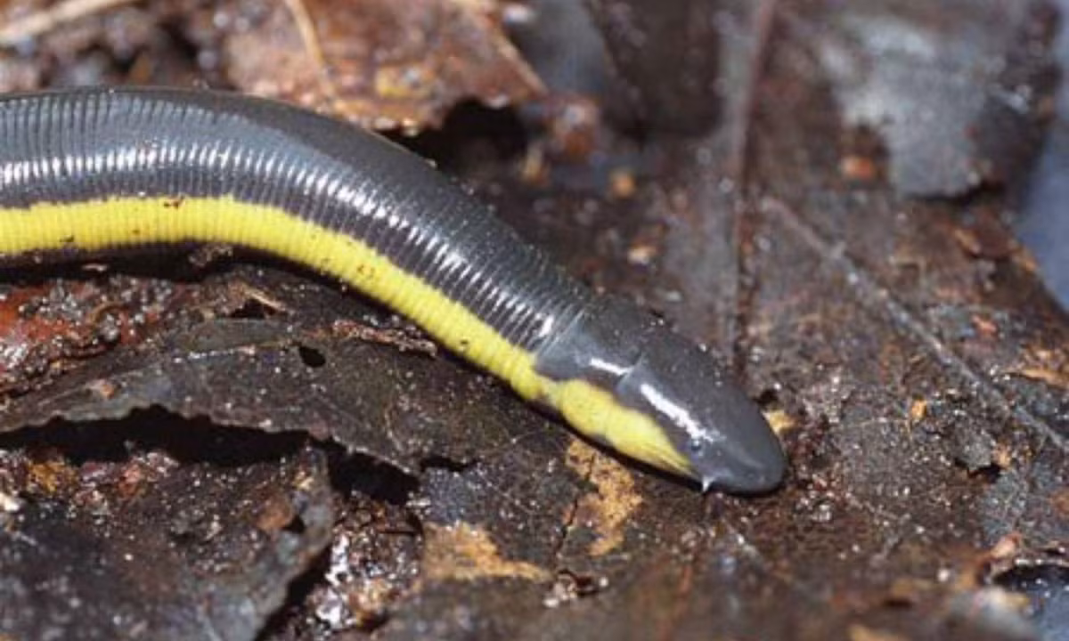 Sống chui luồn trong đất như giun, hang chúng thường được bắt gặp ở những nơi đất xốp sâu khoảng từ 20 - 30cm gần ao hồ. (Ảnh: eol.org)