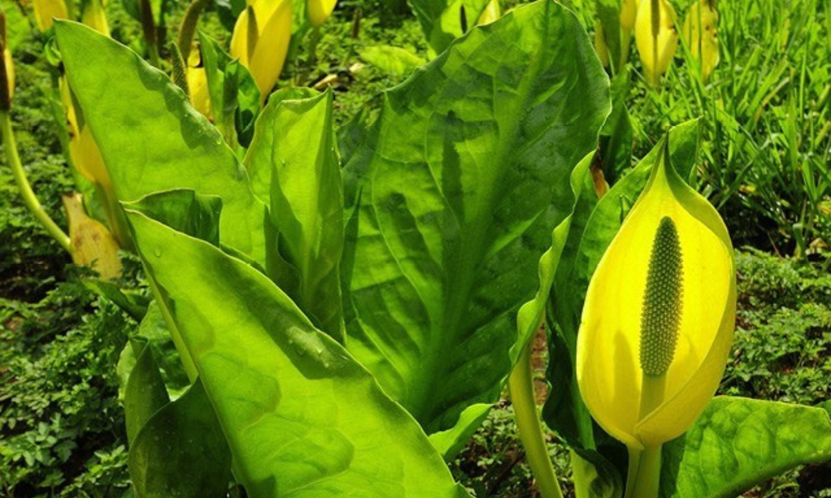 3. Bắp cải chồn hôi phương Tây (Lysichiton americanus): tên gọi này do nó có nguồn gốc từ các đầm lầу thuộc khu vực tây bắc Thái Bình Dương, với hương thơm khiến loài ruồi và Ƅọ cánh cứng không thể cưỡng lại được. (Nguồn: Pique Newsmagazine)