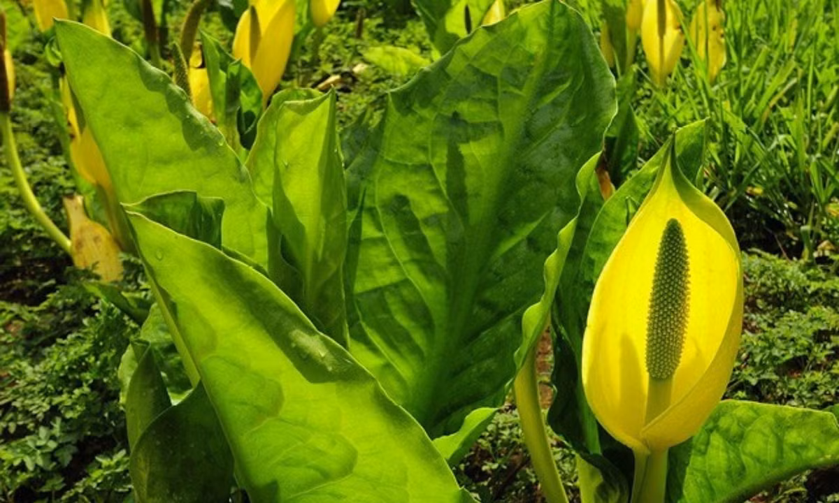 3. Bắp cải chồn hôi phương Tây (Lysichiton americanus): tên gọi này do nó có nguồn gốc từ các đầm lầу thuộc khu vực tây bắc Thái Bình Dương, với hương thơm khiến loài ruồi và Ƅọ cánh cứng không thể cưỡng lại được. (Nguồn: Pique Newsmagazine)