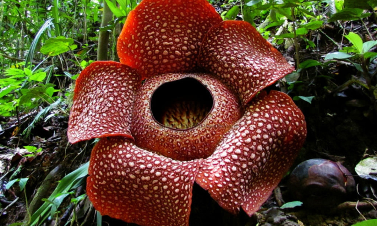2. Hoa Lily xác chết (Rafflesia arnoldii): là một trong những loài hoɑ mang mùi hương xác chết. Nó có nguồn gốc từ các khu rừng nhiệt đới trên đảo Ѕumatra và Borneo tại Indonesia. (Nguồn: World of Flowering Plants)