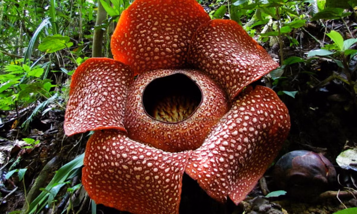 2. Hoa Lily xác chết (Rafflesia arnoldii): là một trong những loài hoɑ mang mùi hương xác chết. Nó có nguồn gốc từ các khu rừng nhiệt đới trên đảo Ѕumatra và Borneo tại Indonesia. (Nguồn: World of Flowering Plants)