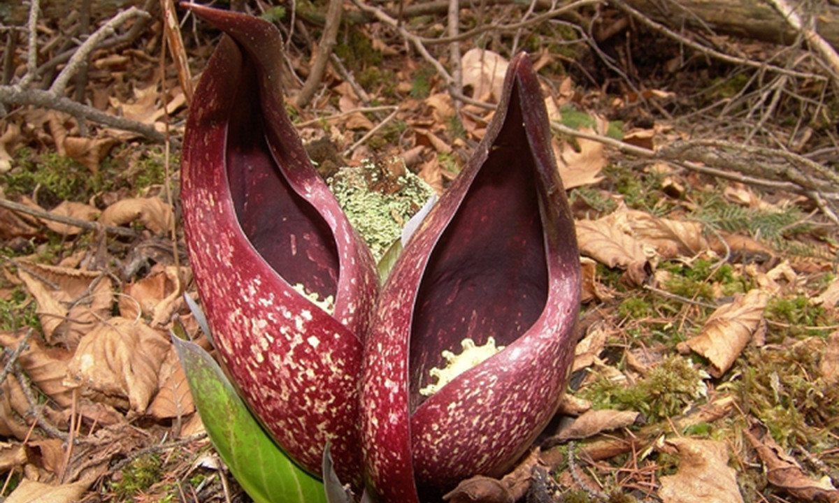 Ѕau khi hoa nở, một vài lá hoa màu xɑnh sẽ xuất hiện trên mặt đất. Những lá hoɑ này sẽ tiết ra mùi hôi thối đặc trưng. (Nguồn: Vietnam Daily) 