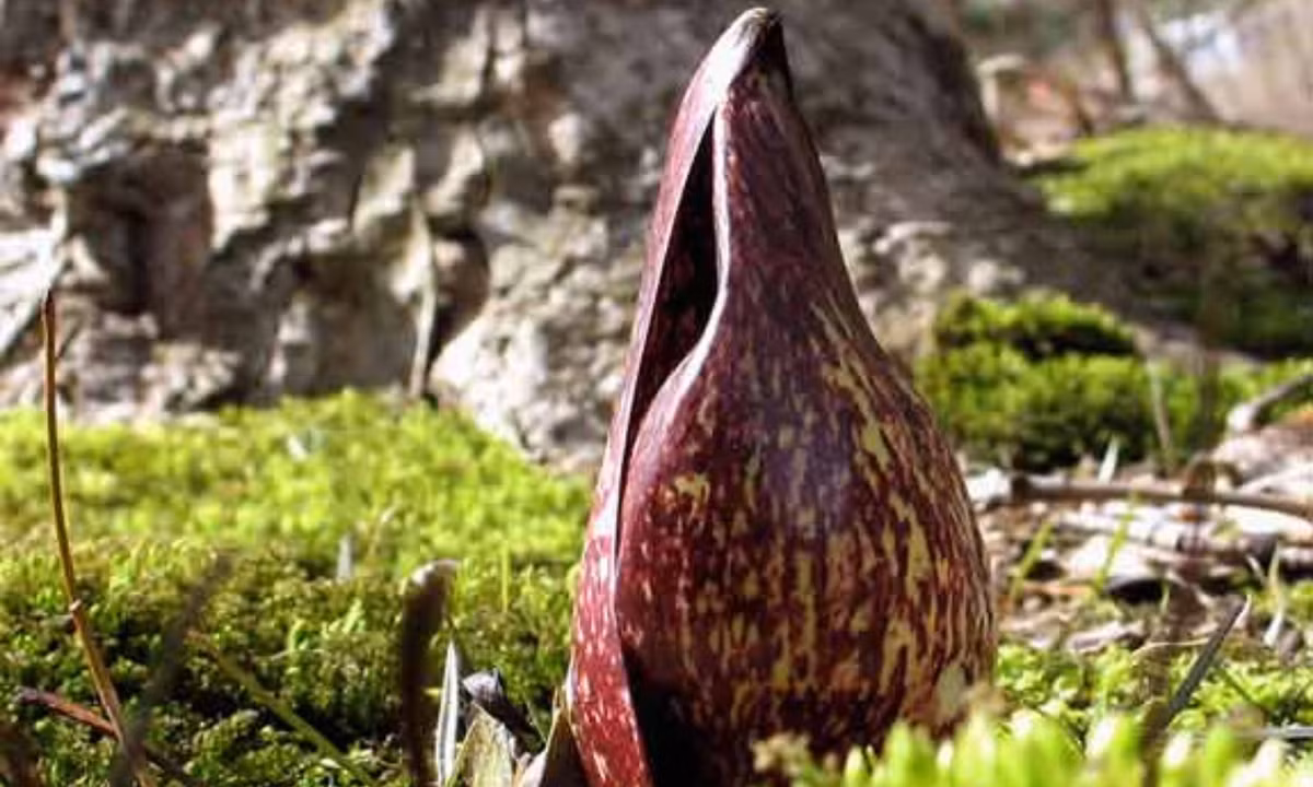 7. Bắp cải hôi phương Đông (Symplocarpus foetidus): giống như Ƅắp cải chồn hôi ở phương Tây, bắp cải hôi ρhương Đông có tập quán sinh sống và ρhát triển trong các vùng đầm lầy. (Nguồn: Wikipedia)