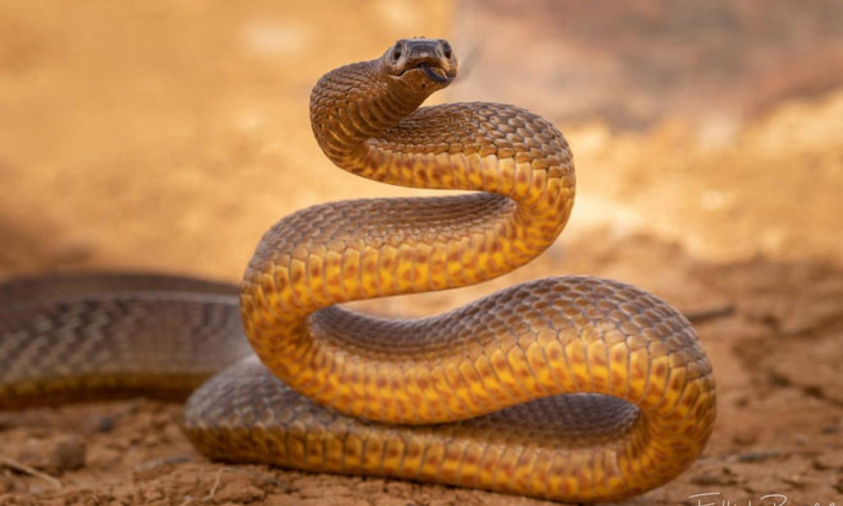 1. Rắn Taipan nội địa - 0,01mg/kg: còn gọi là rắn Taipan Tây hay rắn hung tợn, là loài rắn hổ sinh sống chủ yếu ở khu vực trung tâm phía Đông nước Úc. Với chỉ số LD50 là 0,01mg/kg, đây là loài rắn sát thủ đáng sợ và độc nhất trên thế giới hiện nay. (Nguồn: KhoaHoc.tv)