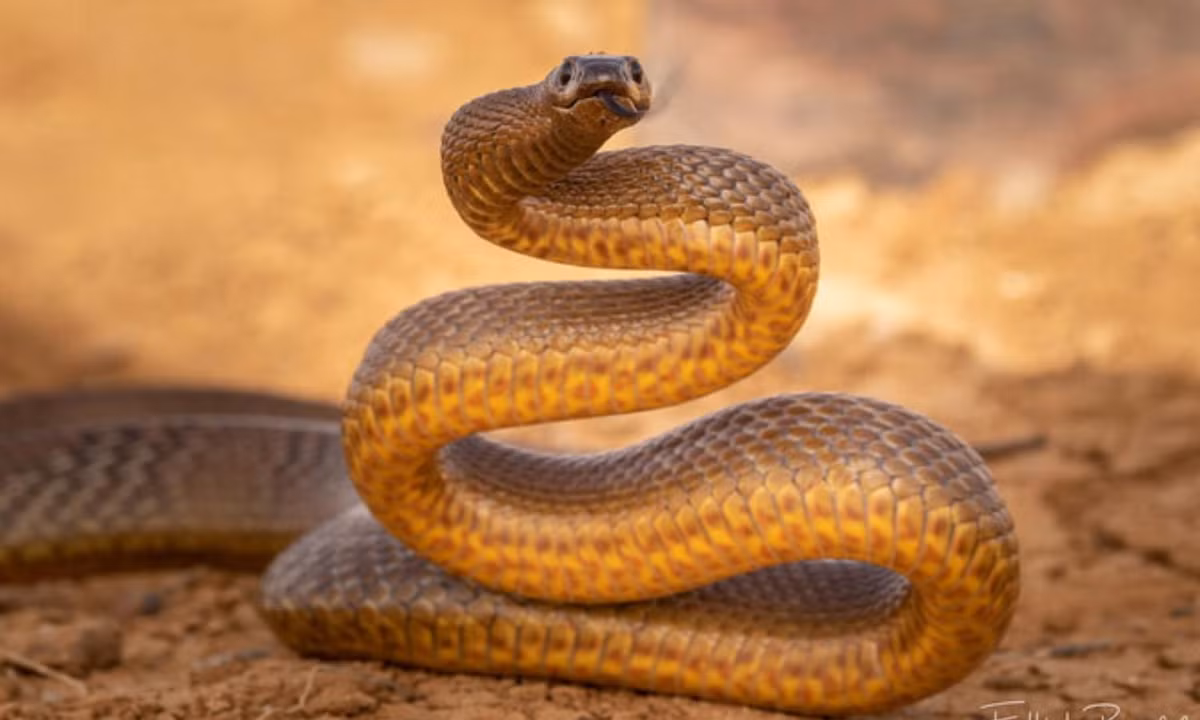 1. Rắn Taipan nội địa - 0,01mg/kg: còn gọi là rắn Taipan Tây hay rắn hung tợn, là loài rắn hổ sinh sống chủ yếu ở khu vực trung tâm phía Đông nước Úc. Với chỉ số LD50 là 0,01mg/kg, đây là loài rắn sát thủ đáng sợ và độc nhất trên thế giới hiện nay. (Nguồn: KhoaHoc.tv)