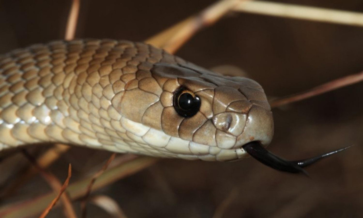 Nổi tiếng về tốc độ và sự hung hăng, rắn nâu phía Đông chịu trách nhiệm cho khoảng 60% số ca tử vong vì rắn cắn ở Úc. Với chỉ số LD50 là 0,0365mg/kg và sản lượng nọc độc tối đa là 155mg, loài rắn này có khả năng giết chết tới 58 người chỉ trong một nhát cắn. (Nguồn: soc-pet.com). 