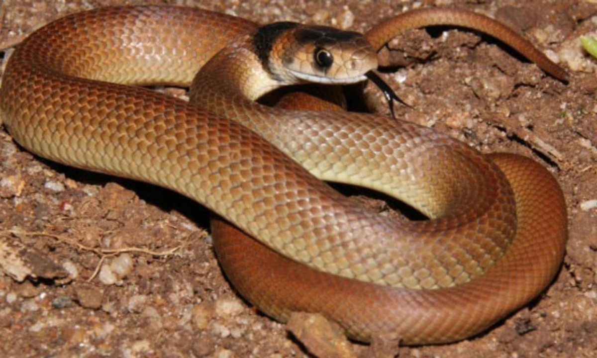 2. Rắn nâu phía Đông - 0,0365mg/kg: thường là loài rắn độc nhất trong họ rắn hổ và độc thứ hai trên giới, chỉ xếp sau rắn Taipan nội địa. Chúng phân bố chủ yếu ở miền Đông Úc và miền Nam New Guinea. (Nguồn: soc-pet.com). 