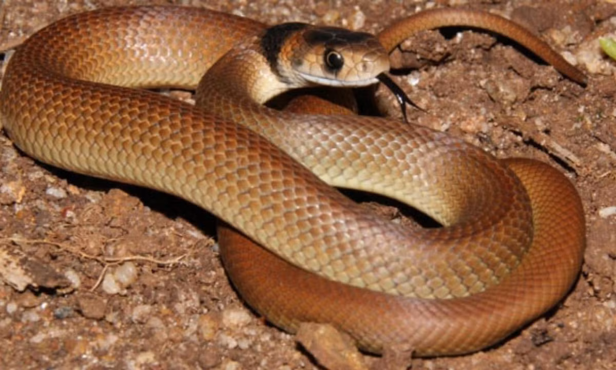 2. Rắn nâu phía Đông - 0,0365mg/kg: thường là loài rắn độc nhất trong họ rắn hổ và độc thứ hai trên giới, chỉ xếp sau rắn Taipan nội địa. Chúng phân bố chủ yếu ở miền Đông Úc và miền Nam New Guinea. (Nguồn: soc-pet.com). 