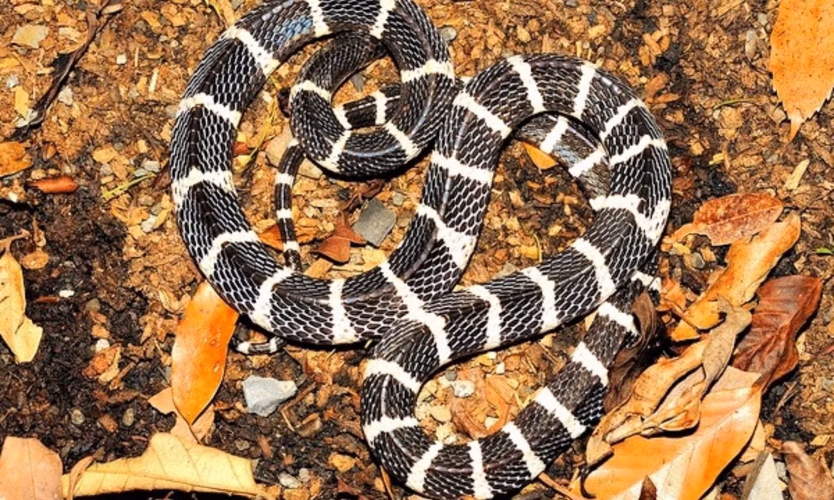 5. Rắn cạp nia bắc - 0,09mg/kg: xếp thứ 5 trong danh sách các loài rắn độc nhất hành tinh, còn có tên gọi khác là mai gầm bạc, rắn hổ khoang. Với chỉ số LD50 là 0,09mg/kg, chúng có thể giết chết 3 người trưởng thành trong một lần cắn duy nhất. (Nguồn:phuongnam24h.com). 