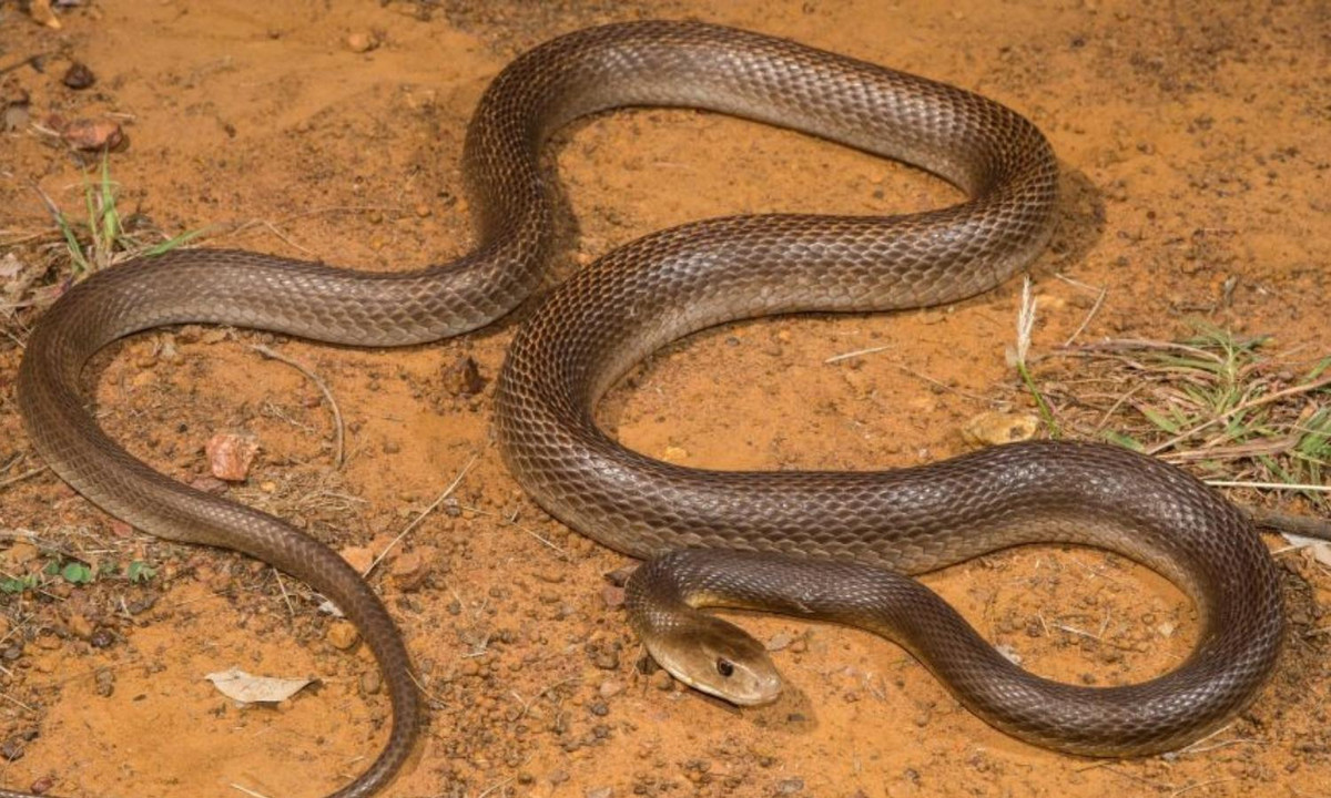 Một vết cắn của rắn Taipan ven biển chứa tối đa 400mg nọc độc thô. Với chỉ số LD50 là 0,106mg/kg, chúng có thể gây ra cái chết cho 56 người chỉ trong một lần cắn. (Nguồn: Hàng Hiệu Giá Tốt). 