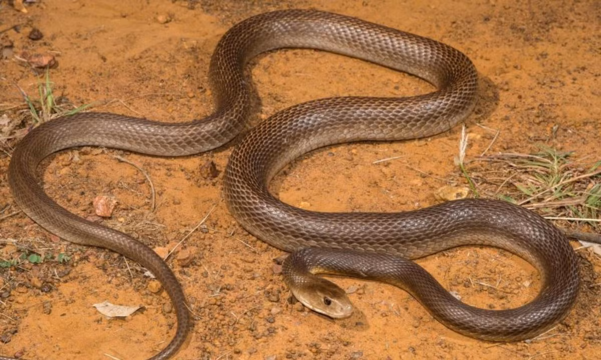 Một vết cắn của rắn Taipan ven biển chứa tối đa 400mg nọc độc thô. Với chỉ số LD50 là 0,106mg/kg, chúng có thể gây ra cái chết cho 56 người chỉ trong một lần cắn. (Nguồn: Hàng Hiệu Giá Tốt). 