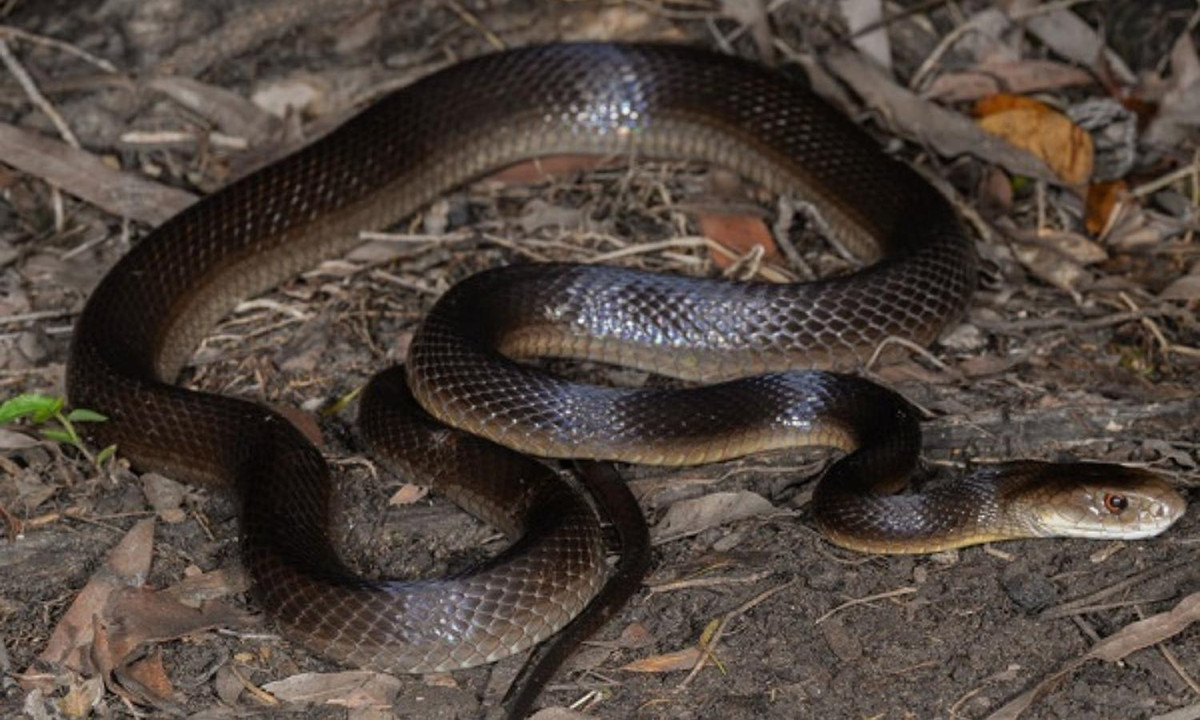 7. Rắn Taipan ven biển - 0,106mg/kg: là loài rắn lớn thuộc họ rắn hổ, được tìm thấy chủ yếu ở các vùng ven biển phía Bắc và phía Đông Úc hay trên đảo New Guinea. (Nguồn:phuongnam24h.com).